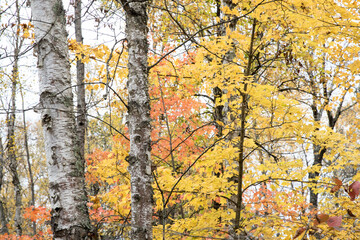 Fall colors in Northern Minnesota