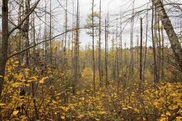 Fall colors in Northern Minnesota