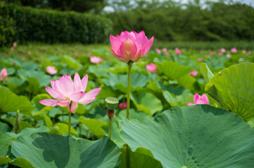 古代蓮の里（こだいはすのさと）、埼玉県行田市
Gyoda lotus (ancient lotus),...
