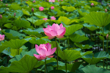 古代蓮の里（こだいはすのさと）、埼玉県行田市
Gyoda lotus (ancient lotus), Gyoda-Shi, Saitama, Japan,