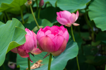 古代蓮の里（こだいはすのさと）、埼玉県行田市
Gyoda lotus (ancient lotus), Gyoda-Shi, Saitama, Japan,