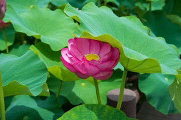 古代蓮の里（こだいはすのさと）、埼玉県行田市
Gyoda lotus (ancient lotus),...