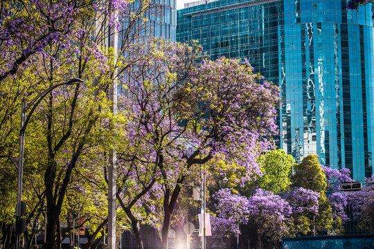 Primavera en la Avenida Reforma de la Ciudad de M&eacute;xico con jacarandas en flor y edificios modernos de cristal. Un paisaje urbano vibrante ideal para A&ntilde;o Nuevo, verano, invierno, Semana Santa y spring 