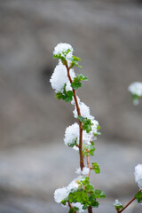 late spring snow clinging to leaves