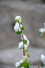 late spring snow clinging to leaves