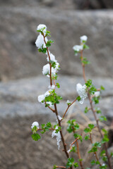 late spring snow clinging to leaves