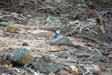 White-breasted Nuthatch on the forest floor