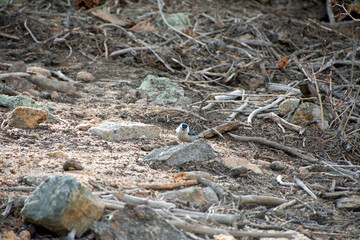 White-breasted Nuthatch on the forest floor