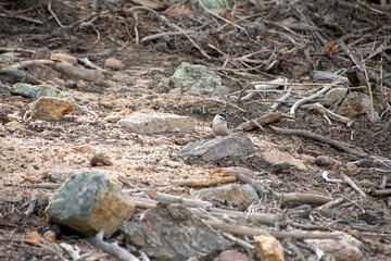White-breasted Nuthatch on the forest floor