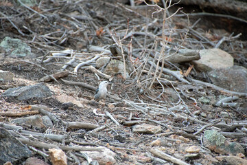 White-breasted Nuthatch on the forest floor