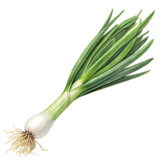 Fresh Green Onion Isolated on Transparent Background

