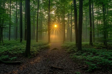 Obraz premium A path leads through a forest towards a bright shining sun