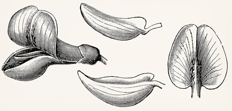Papilionaceous flower (Cytisus): standard (banner), wings, keel. Antique stylized illustration.