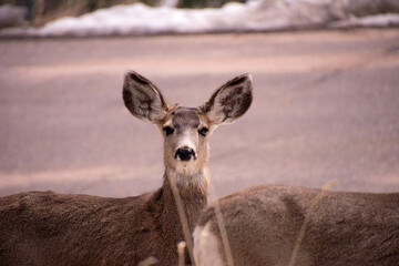 Deer on the roadside 