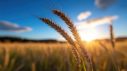 Golden wheat field at sunset