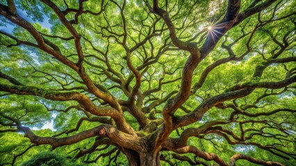 Intricate network of old branches from a majestic tree with gnarled limbs stretching towards the sky amidst lush green foliage