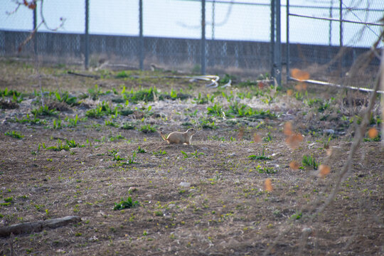 fat groundhog scurrying across the ground