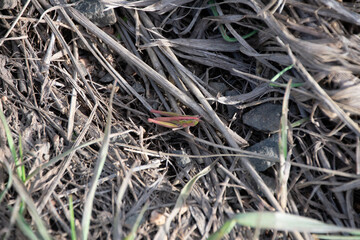 Pink grasshopper in the grass