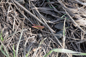 Pink grasshopper in the grass