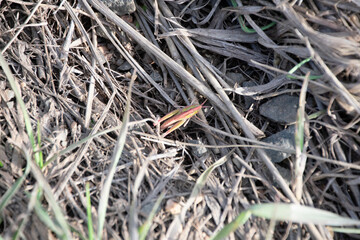 Pink grasshopper in the grass