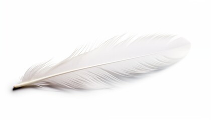 Obraz premium white feather isolated on white
