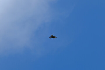 Raptor in the Sky
