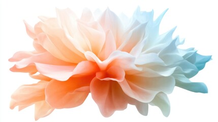 Fototapeta premium Vibrant dahlia flower close-up, soft colors