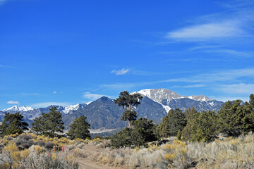 Pine trees standing tall against the Colorado Rocky Mountains 