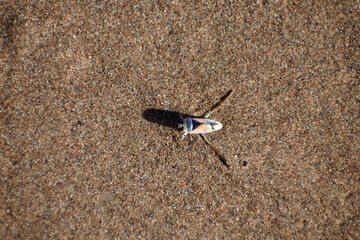 water bug skimming thin layer of water above ice