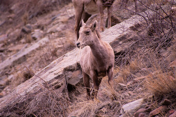 bighorn sheep on mountain side