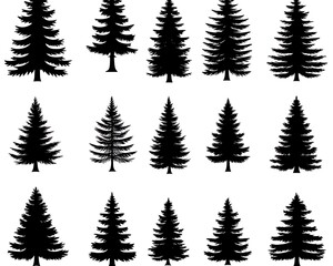 Fototapeta premium Evergreen Silhouettes: Forest Tree Collection.
