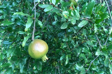 Pomegranates hanging from the tree against a background of green leaves.