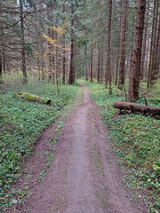 Narrow forest road in autumn forest
