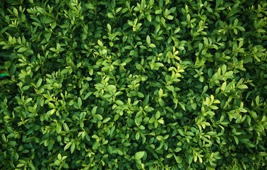 Lush green foliage forming a dense natural background.