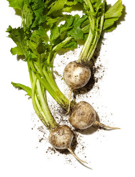 Fresh Turnips with Soil