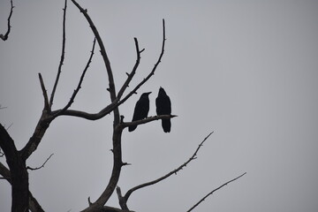 Two ravens in a bare tree against grey sky