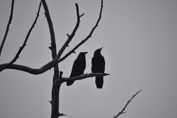 Two ravens in a bare tree against grey sky