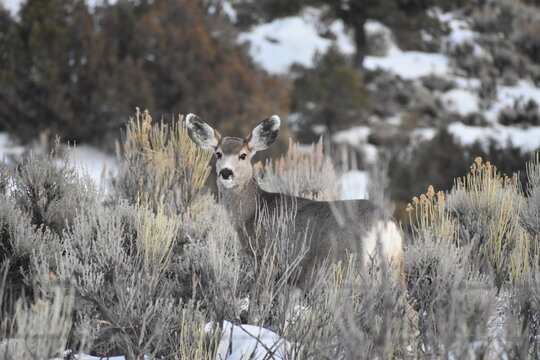 deer in the brush Colorado winter