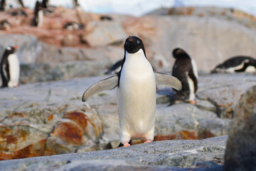 Obraz premium Adélie penguin on a rock facing Girard Bay on Petermann Island in the Wilhelm Archipelago, Antarctica