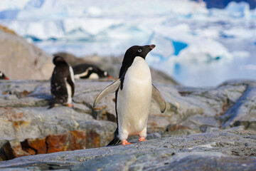 Obraz premium Adélie penguin on a rock facing Girard Bay on Petermann Island in the Wilhelm Archipelago, Antarctica
