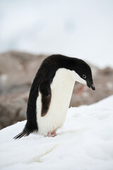 Fototapeta premium Adélie penguin in the snow at Neko Harbour on Andvord Bay on the west coast of Graham Land in Antarctica