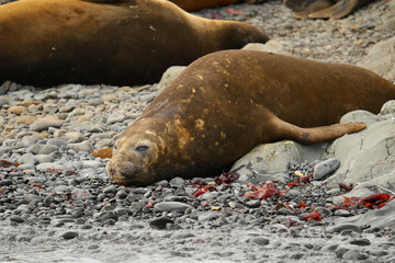 Elephant seal on Livingston Island in the South Shetland islands, Antarctica