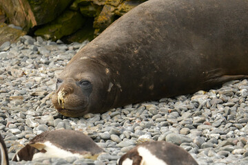 Elephant seal on Livingston Island in the South Shetland islands, Antarctica