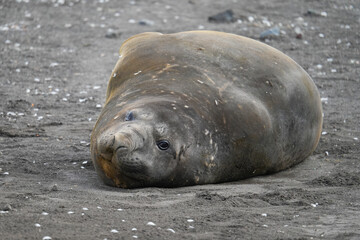Elephant seal glancing at the camera on a beach of Livingston Island in the South Shetland islands, Antarctica