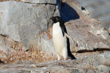Fototapeta premium Adélie penguin on Petermann Island in the Wilhelm Archipelago, Antarctica