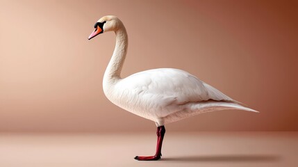 Fototapeta premium Elegant Swan's Grace: A pristine white swan stands tall in profile, its elegant neck arched, a symbol of poise and natural beauty, casting a soft, inviting shadow.