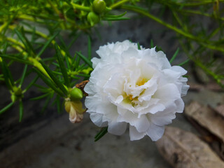 white moss rose flowers in the morning