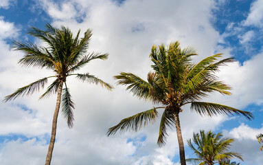 Tropical outdoor scene with palm tree. Tropical summer vacation. Exotic nature. Palm tree. Summer vacation in Miami south beach. Palm tree of California. Tropical beach in Miami. Palm fringed beach