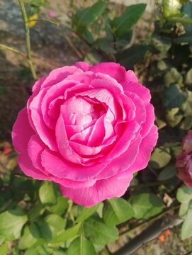 Pink Flower in the garden