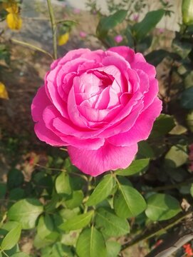 Pink Flower in the garden